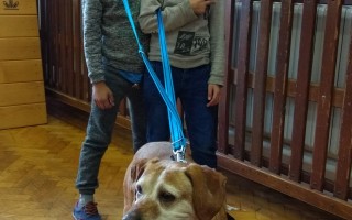 Canisterapie CANTES v krajích ČR jako sociální rehabilitace
