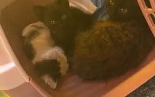 Pomohli jste dát šanci na život opuštěným kočičkám