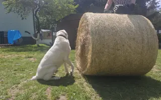 Sucho vypálilo pastviny. Zachráněná zvířata potřebují seno.