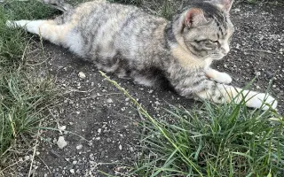 Mína a její cesta