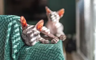 Boj o život naháče Iwa