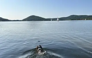 Akutní operace kyčle pro Charlieho: pomozte mu opět běhat bez bolesti