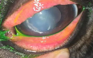 HAŠLERKA BOJUJE O ZRAK: Urgentní zákrok k záchraně jejího oka.