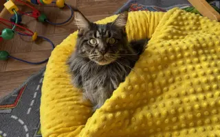 Ortopedické operace pro Quina a Rozvoda