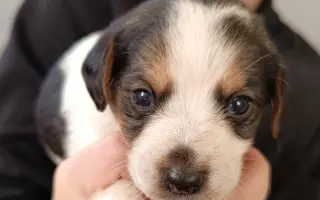 Pomocník pro Vrbovou stáj - místo naděje a zázraků pro týraná a opuštěná zvířata