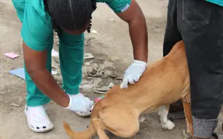 Kastrační mise v Tanzanii / Spay & Neuter Campaign in Tanzania
