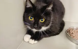 Pomoc s úhradou veterinárních nákladů 🙏