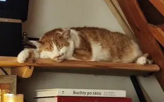 Cipísek, kocouří chlapeček