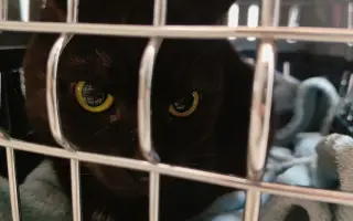 Pomoc s úhradou veterinárních nákladů 🙏