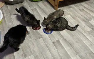 Pomoc kočkám dochází nám zásoby krmení