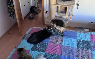 Aby bylo kočkám lépe...