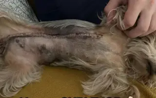 Pomozte Kessynce znovu se postavit na všechny čtyři 🐾