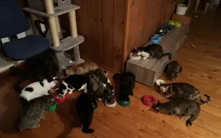 Pomoc kočkám dochází nám zásoby krmení