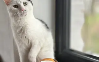 Podpořte první petfriendly svíčky v Česku