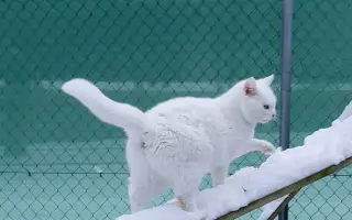 Domeček plný naděje pro opuštěné kočky