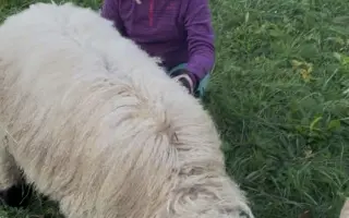 Pomozte beránkovi Knedlíčkovi opět běhat s dětmi.🤍