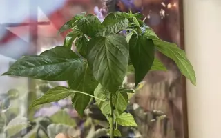 Podpořte bylinkový projekt Azeret Herbs