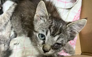 Prosba o příspěvek na nákup krmiva a steliva pro kočičky z Píšánku