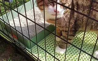 Pomoc pro nemocného kocoura z ulice – na léčbu a bezpečný domov