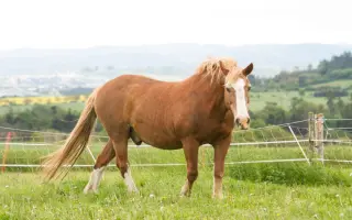 Veterinární péče a krmivo pro svěřence v útulku