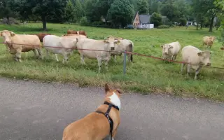 Dvě kolena pro Domma: pomoc na operaci