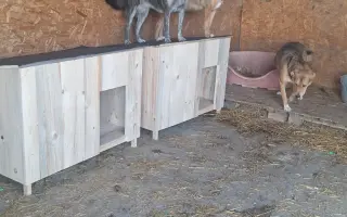 20 boudiček pro rumunské pejsky