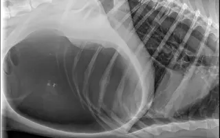 Pomoc adoptovanému pejskovi Inukovi