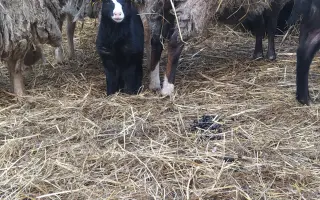 Dejte druhou šanci pro ovčí stádo