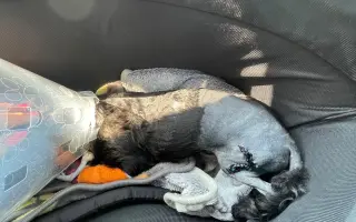 Pro Tobyho na veterinární péči a rehabilitace