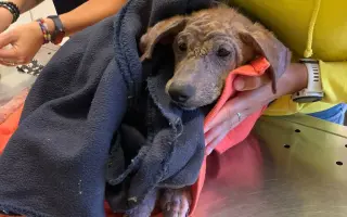 Pomozte nám postavit útočiště pro psy z ulice