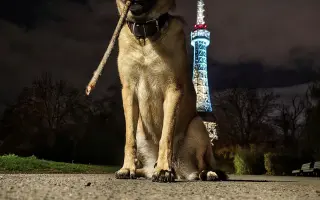 Prosím pomozte zachránit Ziwikovi život