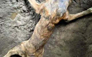 Konec Bouchalky a nový začátek: stavíme útulek!