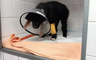 Pomoc pro malinkou Meggie