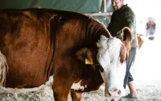 Srdce pro útulek Tibet – Společně zachraňujeme zvířecí životy