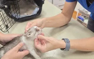 Staňte se nadějí pro kočičky bez domova