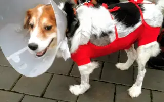 Biologická léčba - Playboy Cooki