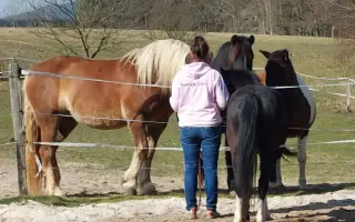 Nový kůň do hiporehabilitačního týmu