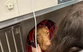 Pomozte nám zachránit Charlieho