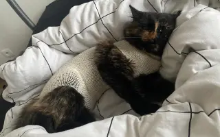 Šance na život pro Ouška a další kočičky z našeho depozita