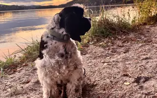 🐾 Pomozme Dubínkovi vyhrát svůj boj