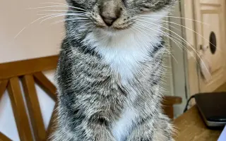 Pomozte❤️ Srdce pro zvířata - naděje pro opuštěné