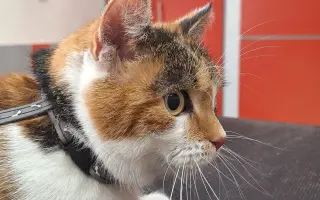 9 nalezených Lásek