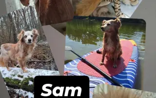 Pomozme pomáhat psím stařečkům