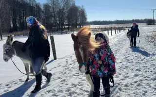 Pořízení hiporehabilitačního koně