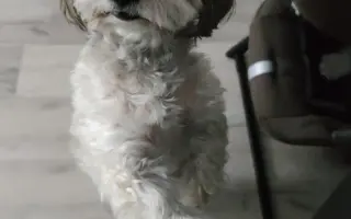 Pomoc nejlepšímu parťákovi Charliemu v boji s nemocí