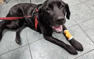 Lucky ještě jednou prosí o pomoc - operace nohy a rehabilitace