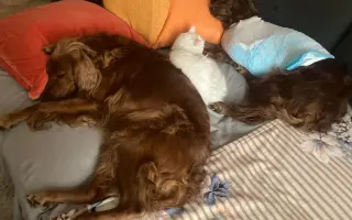 Pomohli jste Elišce Else na léčbu osteosarkomu