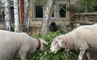 Krmení a seno pro zachráněná zvířata