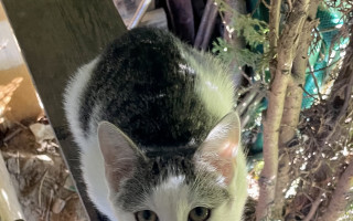 Phebe - divoké koťátko které má pupeční kýlu prosí o pomoc!