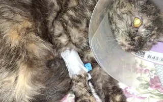 Druhá šance na život – veterinární péče pro zraněné, opuštěné a týrané kočky